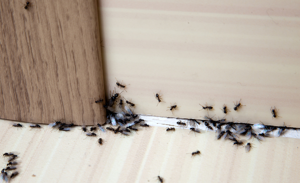 Ako sa zbaviť mravcov z domácnosti?
